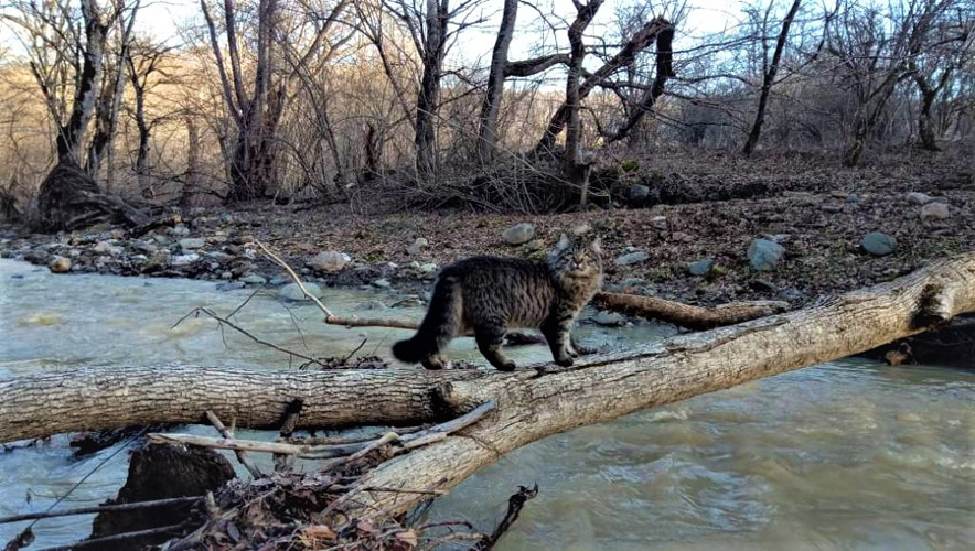 Экологическая тропа в горной Адыгее <br />«По следам дикого кота» - Духовные таинства мира