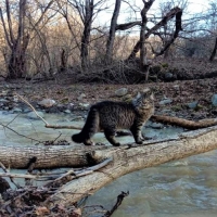 Экологическая тропа в горной Адыгее <br />«По следам дикого кота» - Духовные таинства мира