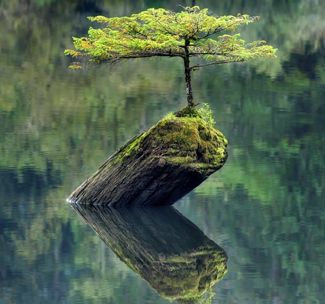 Дерево растет из камня